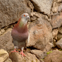 Close up of a pigeon bird