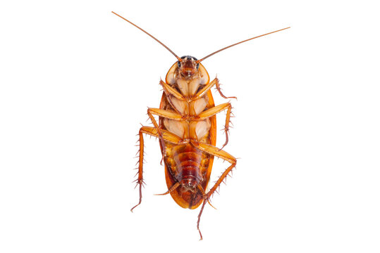 Cockroach isolated on white background, top view.