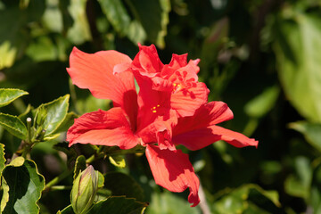 red hibiscus flower