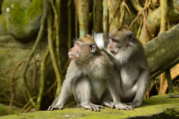 Monkey looking for lice portrait