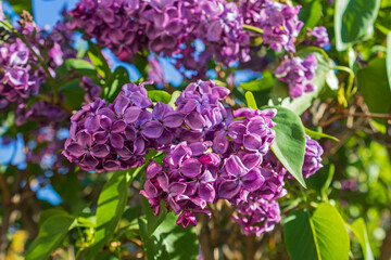Purple lilac  blossoms in the spring sunshine