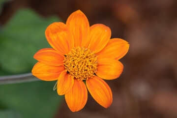 orange flower macro
