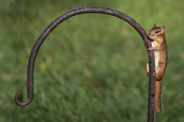 Chipmunk Hanging onto Shepherd's Hook, Small Animal