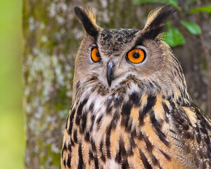 Eurasian Eagle Owl 
