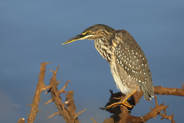 Mangrovenreiher / Green-backed heron / Butorides striatus