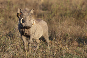 Warzenschwein und Rotschnabel-Madenhacker / Warthog and Red-billed oxpecker / Phacochoerus africanus et Buphagus erythrorhynchus