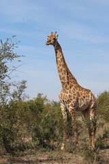 Giraffe / Giraffe / Giraffa camelopardalis