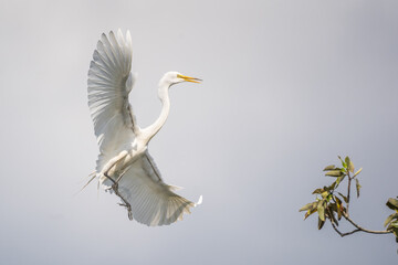 Great Egret Breaking for a Landing