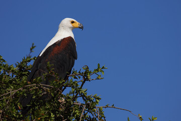 Obraz premium Afrikanischer Schreiseeadler / African fish-eagle / Haliaeetus vocifer.