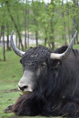 portrait of a buffalo in a field