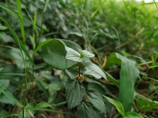 Obraz premium Green leafy plants