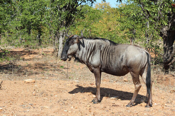 Streifengnu / Blue wildebeest / Connochaetes taurinus