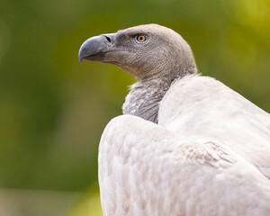 Cape Vulture