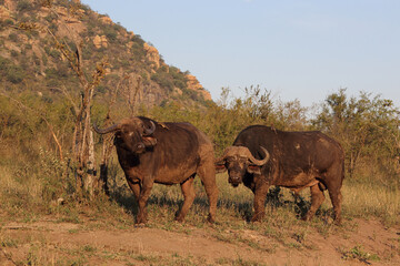 Kaffernbüffel und Rotschnabel-Madenhacker / African buffalo and Red-billed oxpecker / Syncerus...