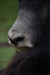 Fototapeta premium portrait of a bull