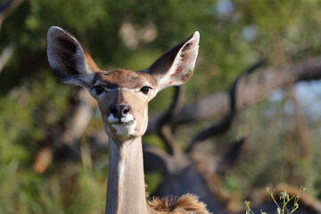 Gro&szlig;er Kudu / Greater kudu / Tragelaphus strepsiceros.