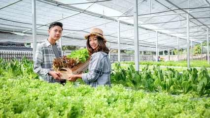 Farmer harvesting vegetable organic salad, lettuce from hydroponic farm for customers