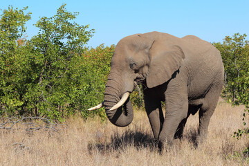 Afrikanischer Elefant / African elephant / Loxodonta africana