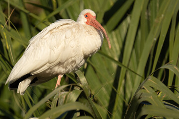 White Ibis
