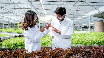 2 Scientists examined the quality of vegetable organic salad and lettuce from the farmer's hydroponic farm