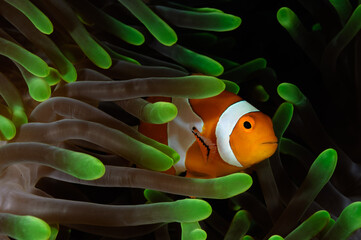 Anemonefish in colorful anemone