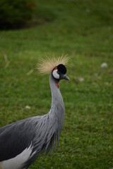 grey crowned crane