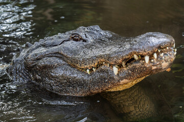 Massive American Alligator