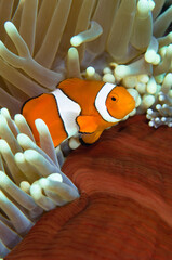 Anemonefish in colorful anemone