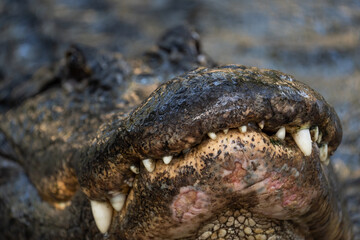 American Alligator