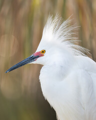 Snowy Egret