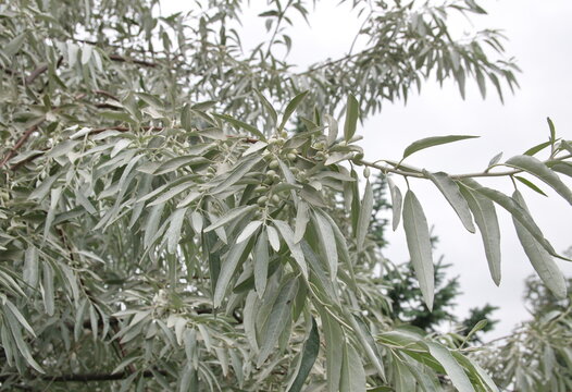 Elaeagnus commutata, the silverberry or wolf-willow, 
 species of Elaeagnus - branch with fruits and leaves, ornamental plant with edible fruits