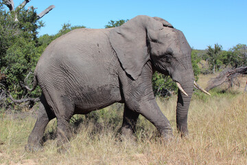 Obraz premium Afrikanischer Elefant / African elephant / Loxodonta africana