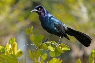 Boat-tailed Grackle