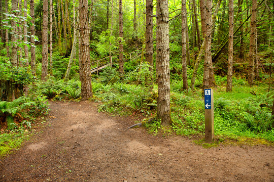 Hiking Trail In Green Summer Forest With Sunshine, Vancouver Island, Bc