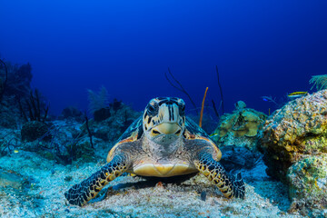 A hawksbill turtle next to some sponge on the reef. These turtles love to eat sponge so this guy is...