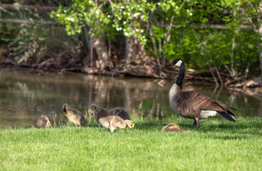 Canada goose with her gosling babies at pond in spring