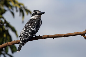 Graufischer / Pied kingfisher / Ceryle rudis