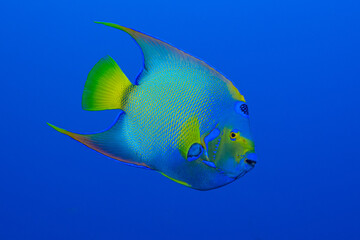 A single queen angelfish shot against the blue backdrop of the Caribbean sea. 