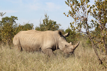 Fototapeta premium Breitmaulnashorn / Square-lipped rhinoceros / Ceratotherium Simum