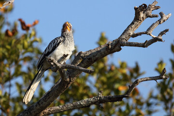 Südlicher Gelbschnabeltoko / Southern yellow-billed hornbill / Tockus leucomelas