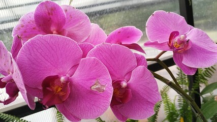 pink orchid in the garden
