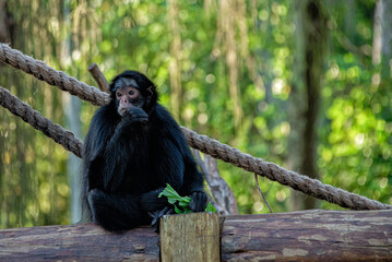 Macaco2