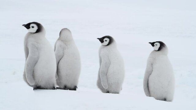 Emperor Penguins chicks on the ice in Antarctica