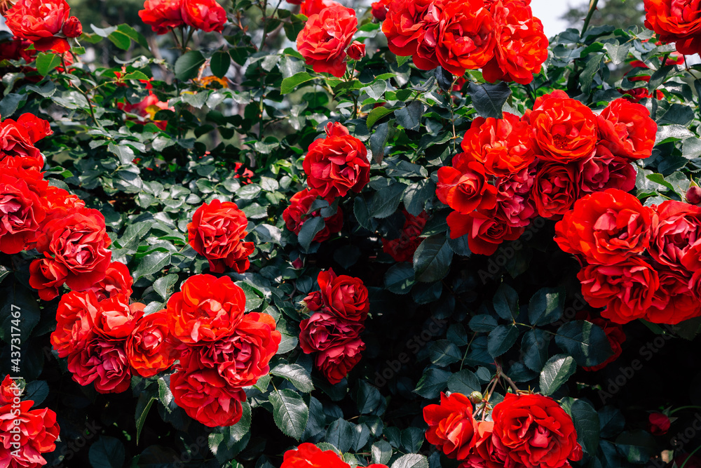 Wall mural red rose wall at ilsan lake park in goyang, korea