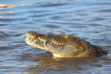 Nilkrokodil / Nile crocodile / Crocodylus niloticus