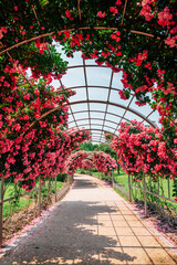 Pink rose tunnel at Ilsan Lake Park in Goyang, Korea