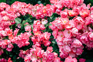 Pink rose wall at Ilsan Lake Park in Goyang, Korea