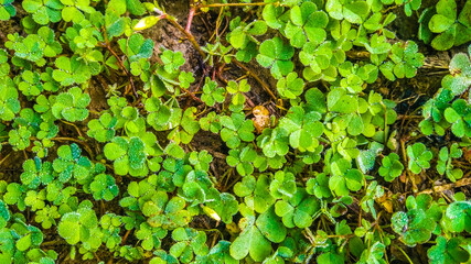 Clover leaf texture 