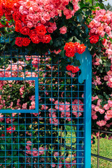 Fototapeta na wymiar Rose garden at Ilsan Lake Park in Goyang, Korea