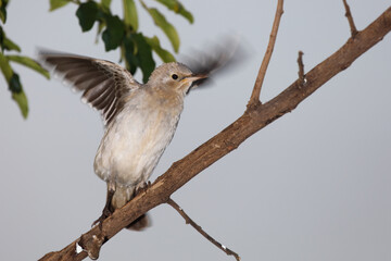 Lappenstar / Wattled starling / Creatophora cinerea..